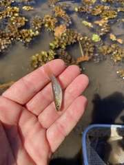 Fundulus blairae