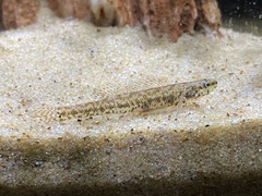 Etheostoma chlorosoma
