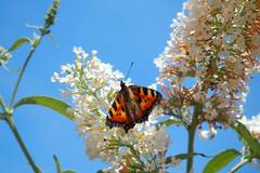 Aglais urticae