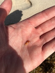 Hippolyte coerulescens