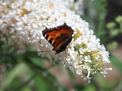 Aglais urticae