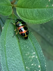 Lampromicra jactator