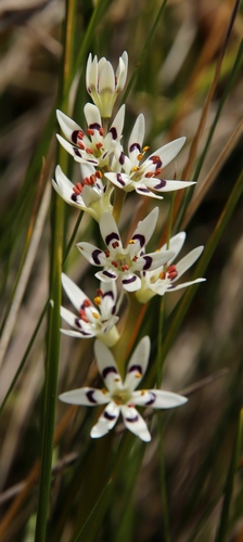 Pepper-and-salt flower (Wurmbea elatior)