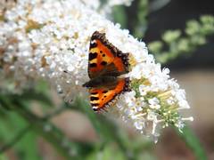 Aglais urticae
