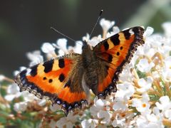 Aglais urticae