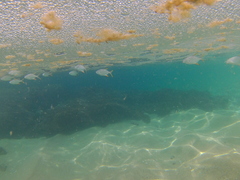 Trachinotus rhodopus
