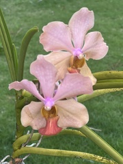 Vandeae