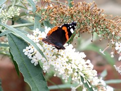 Vanessa atalanta