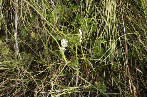 Image of Wurmbea elatior by (c) Tony Rebelo, some rights reserved (CC BY-SA)