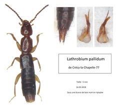 Lathrobium pallidum