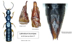 Lathrobium brunnipes
