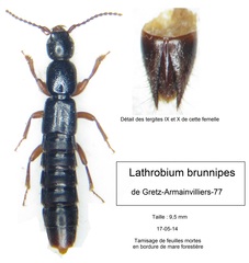 Lathrobium brunnipes