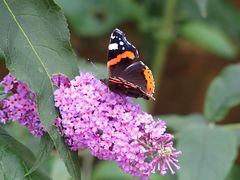 Vanessa atalanta