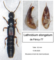 Lathrobium elongatum