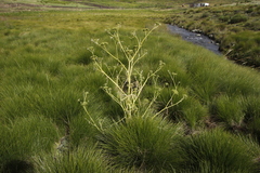 Conium fontanum fontanum