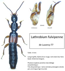 Lathrobium fulvipenne