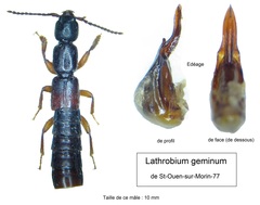 Lathrobium geminum