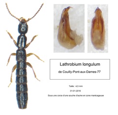 Lathrobium longulum