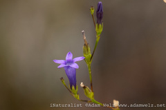 Siphocodon spartioides