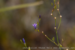 Siphocodon spartioides