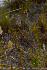 Siphocodon spartioides