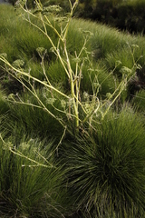 Conium fontanum fontanum