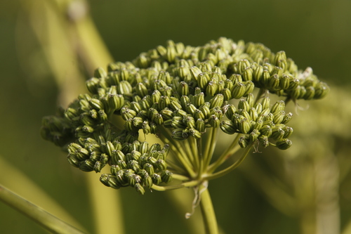 Image of Conium Fontanum (Conium fontanum) by (c) Tony Rebelo, some rights reserved (CC BY-SA)