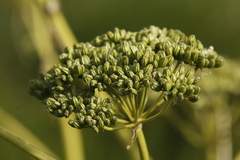 Conium fontanum fontanum