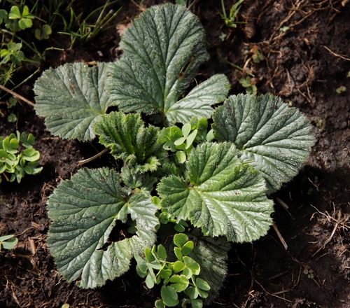 Image of Geum capense by (c) Tony Rebelo, some rights reserved (CC BY-SA)