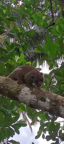 Strigocuscus celebensis