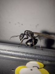Camponotus