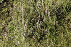 Erica alopecurus