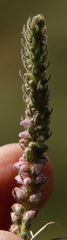 Erica alopecurus
