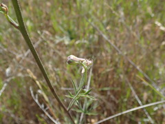 Delphinium hesperium