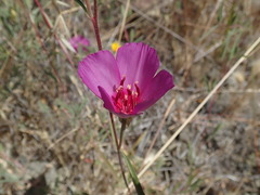 Clarkia rubicunda