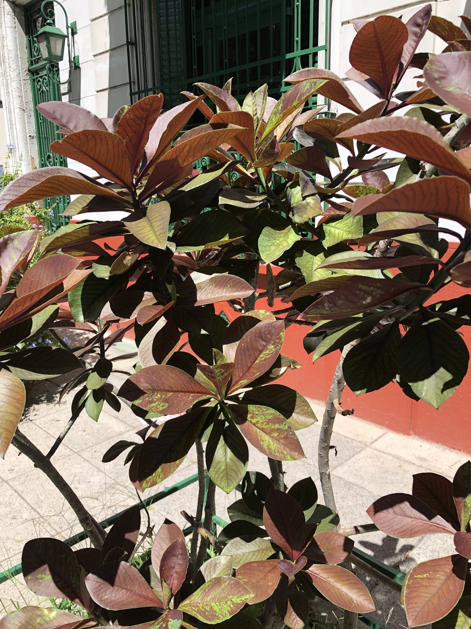 Synadenium grantii Hook.f. 3
