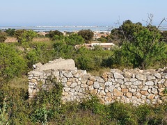 Tarentola mauritanica