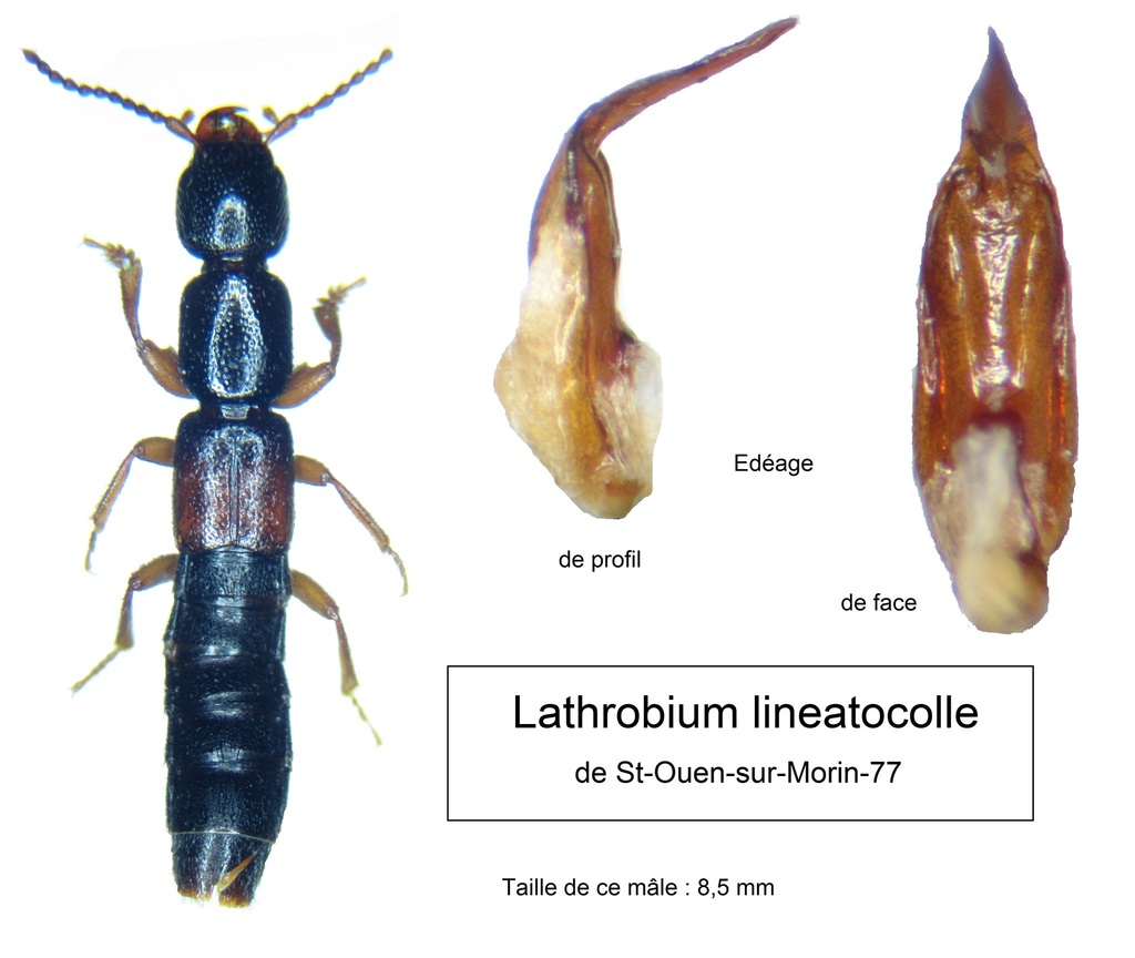 Lathrobium lineatocolle