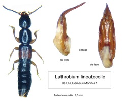 Lathrobium lineatocolle