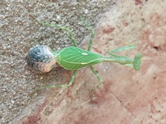 Pseudoxyops