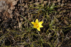 Romulea macowanii