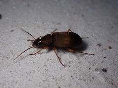 Chlaenius variicornis
