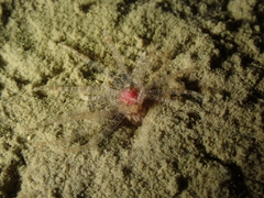 Scolanthus callimorphus