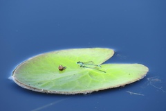 Austroagrion exclamationis