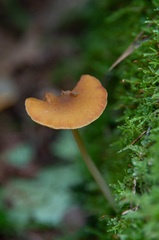Pluteus chrysophaeus