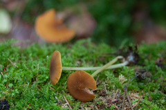 Pluteus chrysophaeus