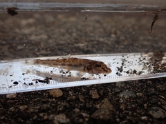 Pseudogobio esocinus