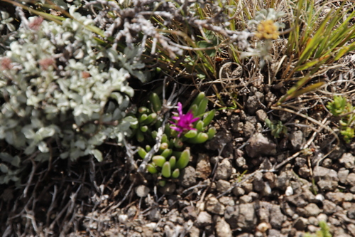 Delosperma basuticum, photograph 4