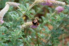 Dalea villosa villosa
