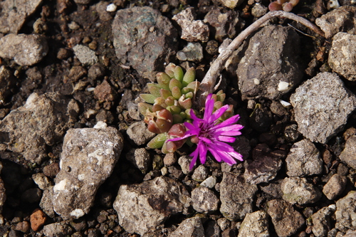 Delosperma basuticum, photograph 3